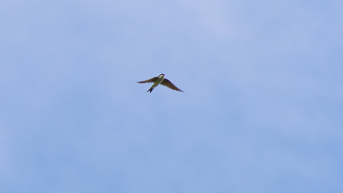 Western House-Martin - ML640816625