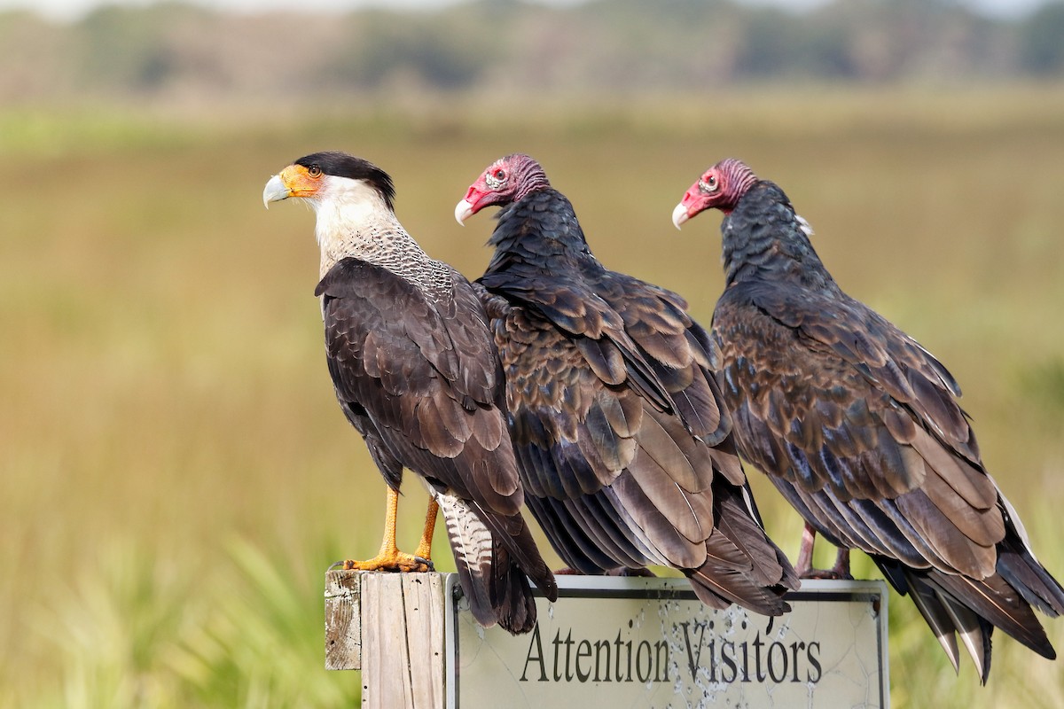 Crested Caracara - ML640816665