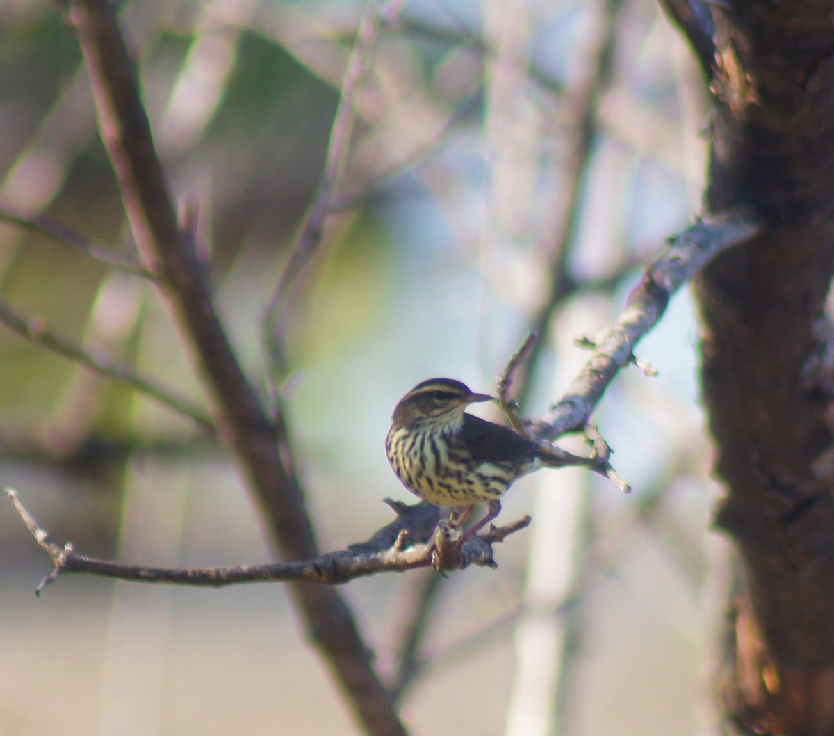Northern Waterthrush - ML640816714