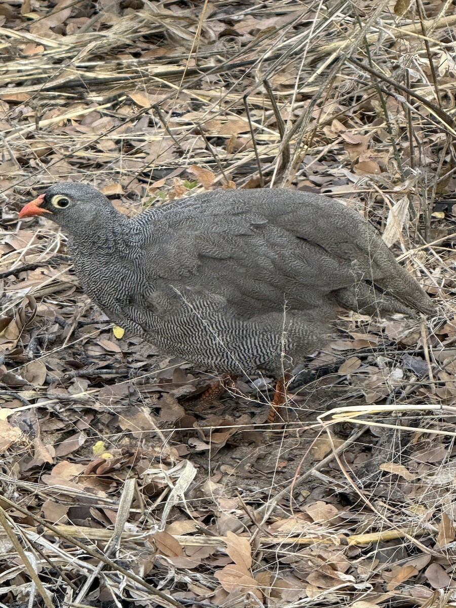 Red-billed Spurfowl - ML640816735