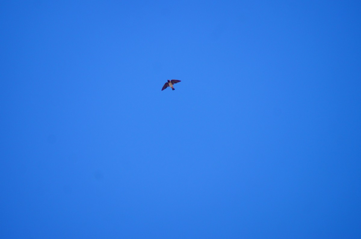 Cliff Swallow - ML640816784