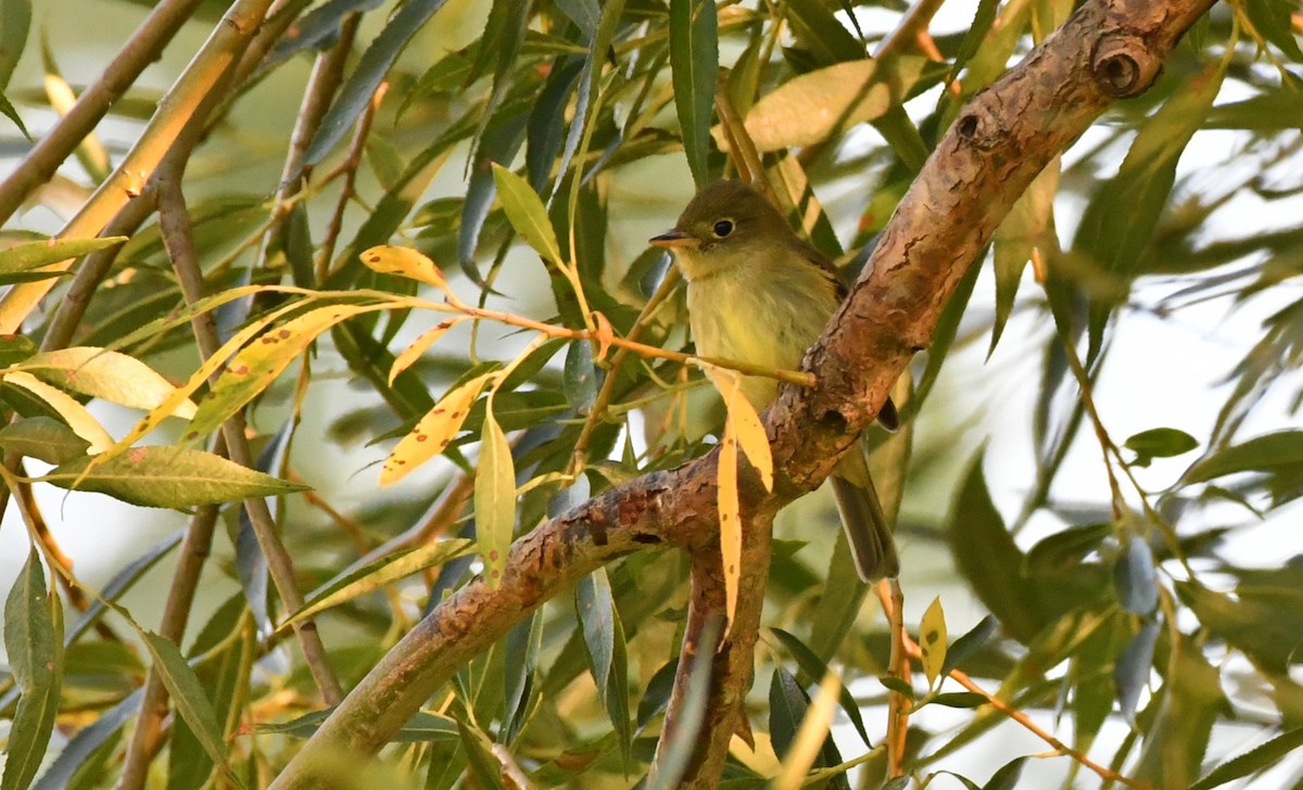 Yellow-bellied Flycatcher - ML640816813