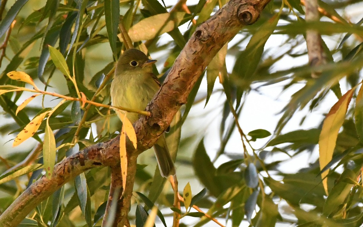 Yellow-bellied Flycatcher - ML640816817