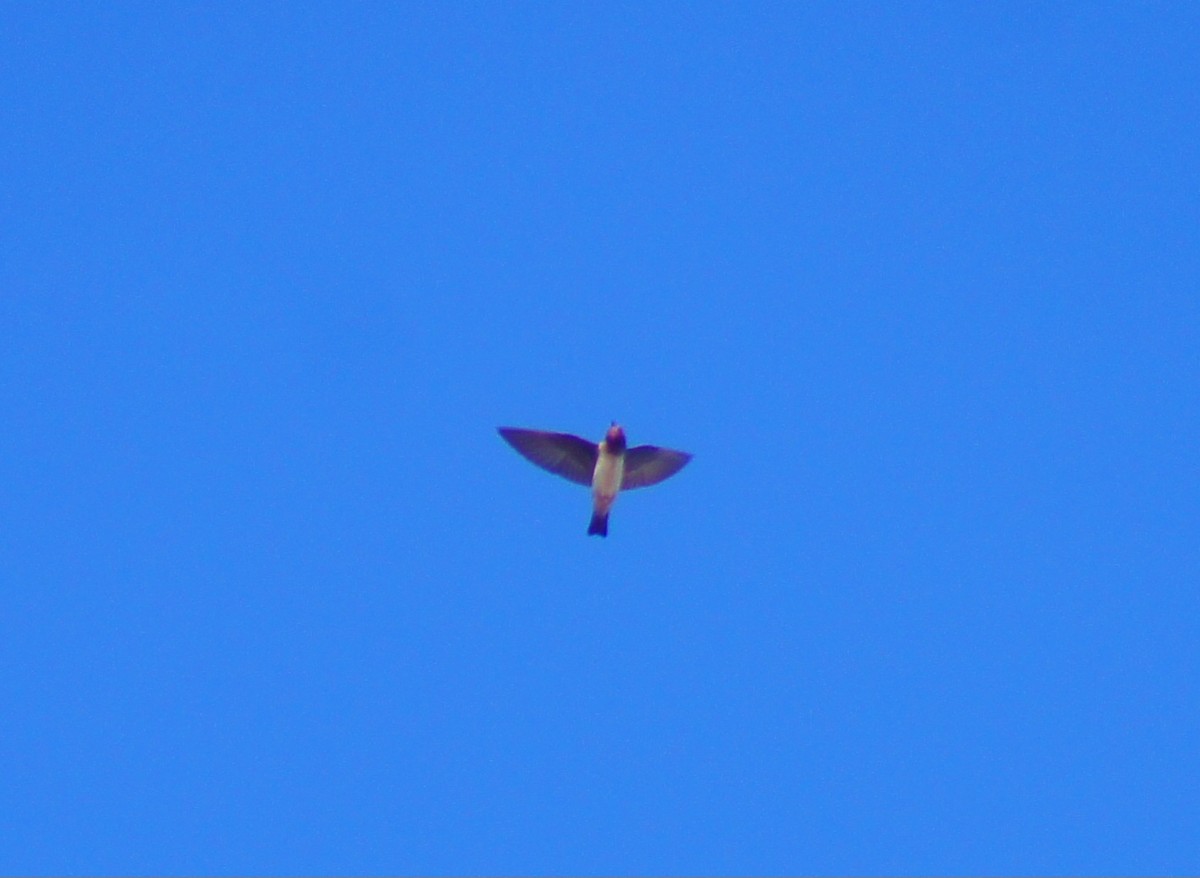 Cliff Swallow - ML640816822