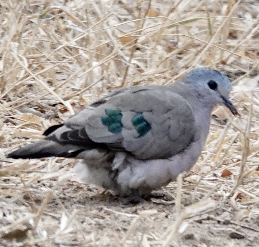 Yeşil Aynalı Kumru - ML640816873