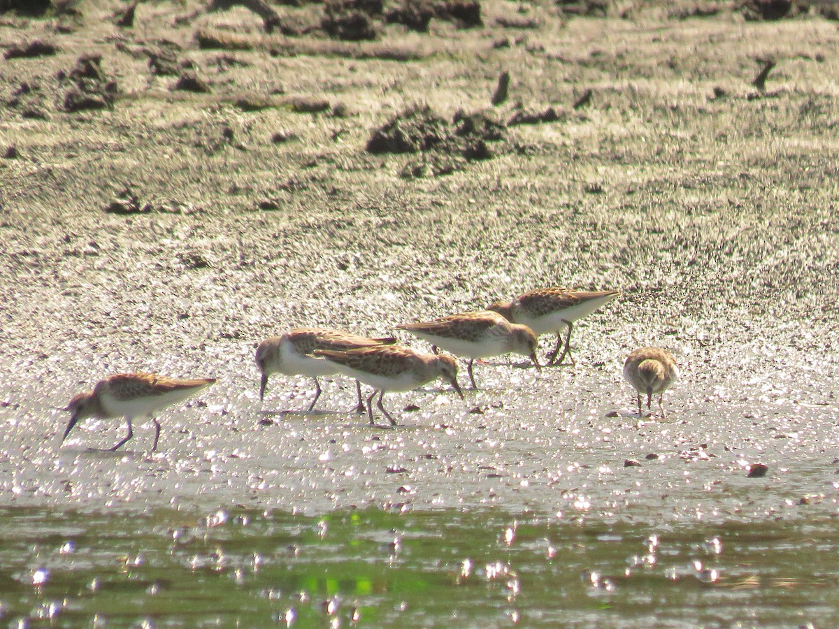 Least Sandpiper - ML640816914