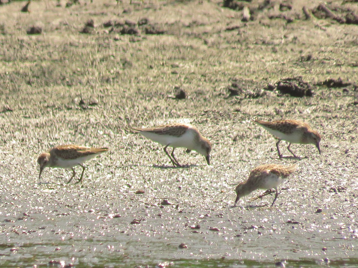 Least Sandpiper - ML640816915