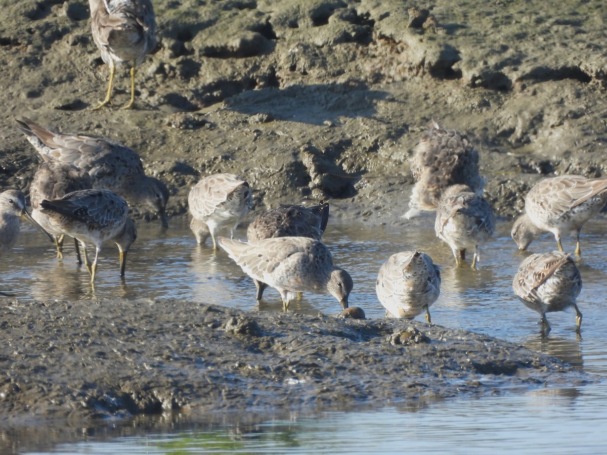 kortnebbekkasinsnipe/langnebbekkasinsnipe - ML640816924