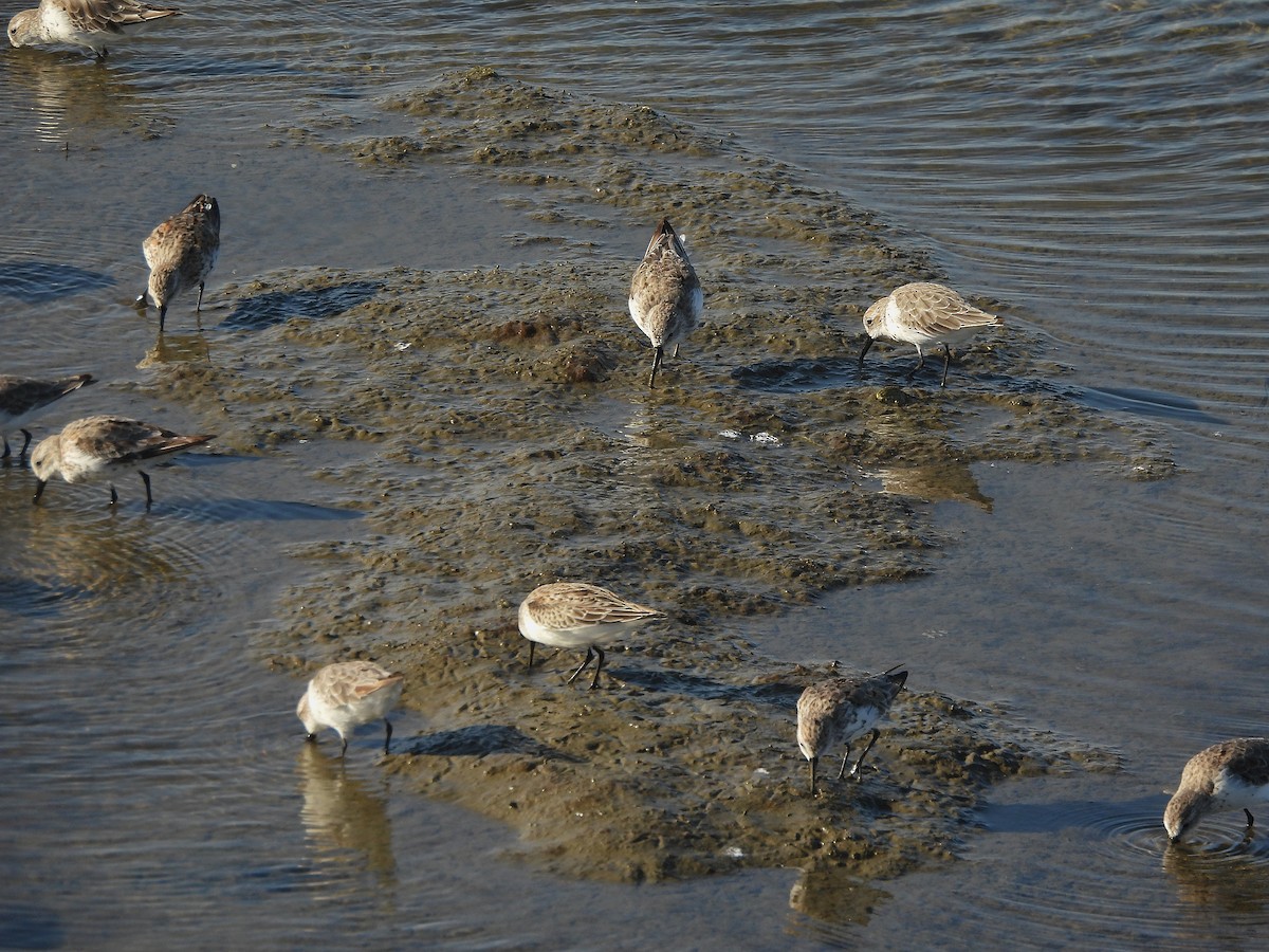 beringsnipe - ML640816939