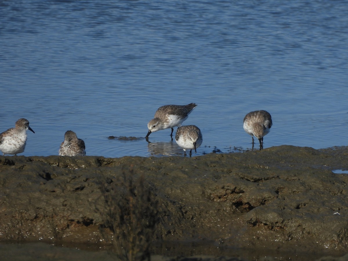 beringsnipe - ML640816943