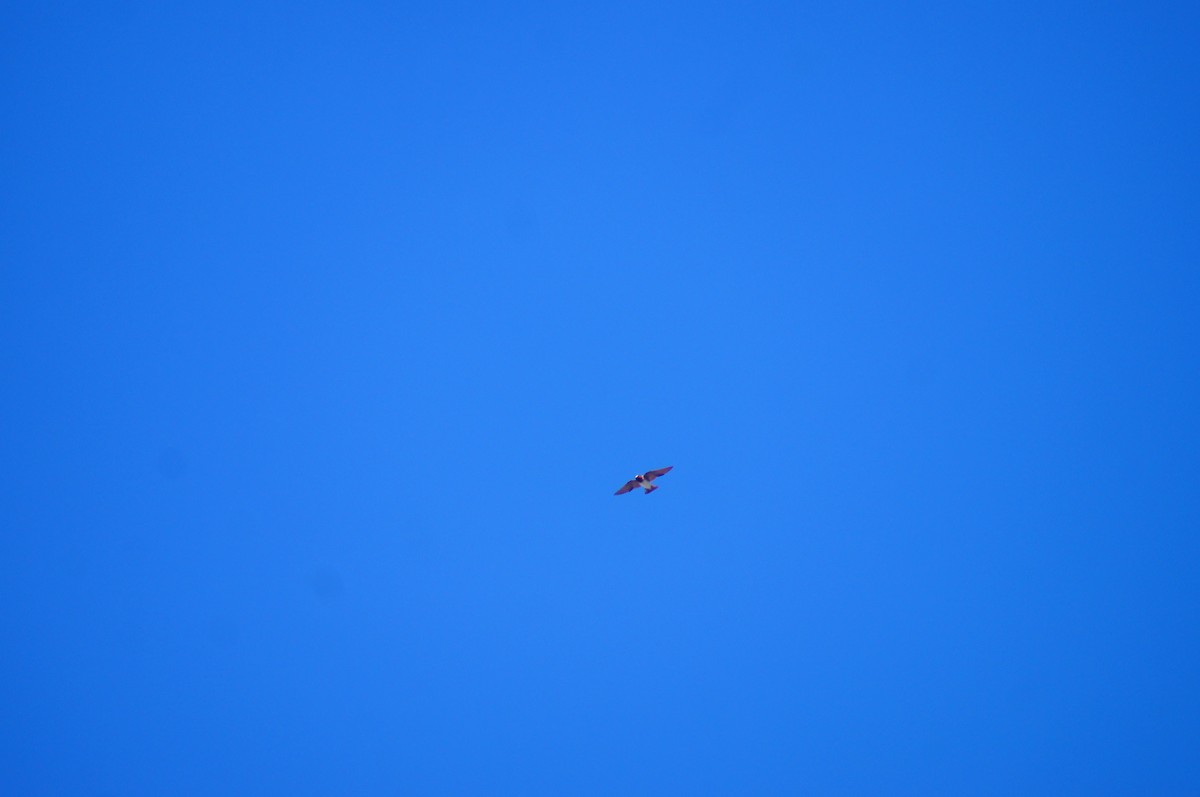 Cliff Swallow - ML640816946