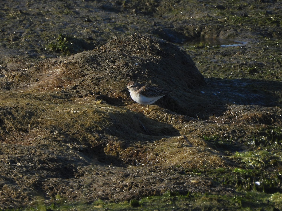 pygmésnipe - ML640816957