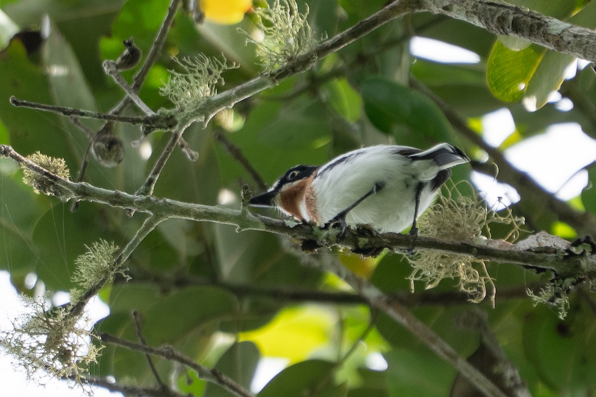 Pale Batis - ML640816988