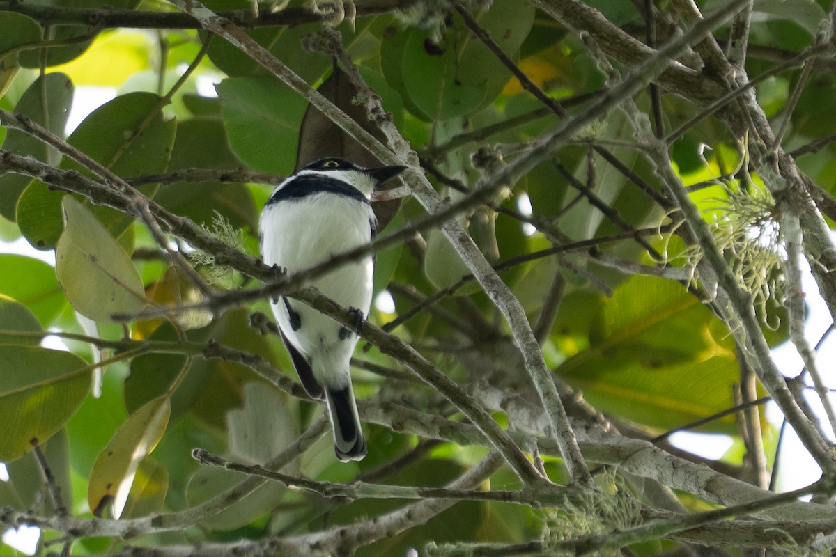 Pale Batis - ML640816990