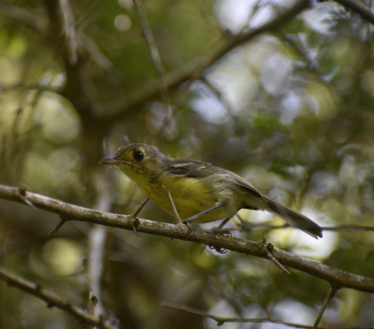 Vireo Cubano - ML640816999