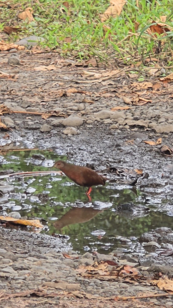 Uniform Crake - ML640817063
