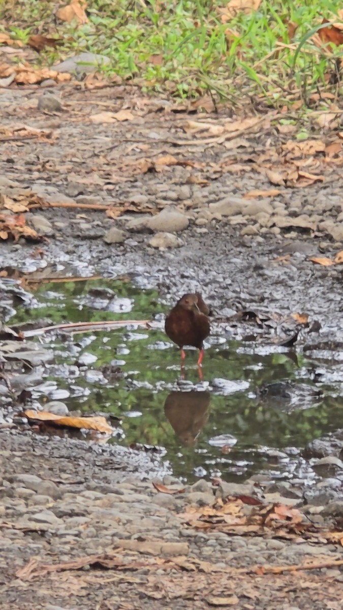 Uniform Crake - ML640817064