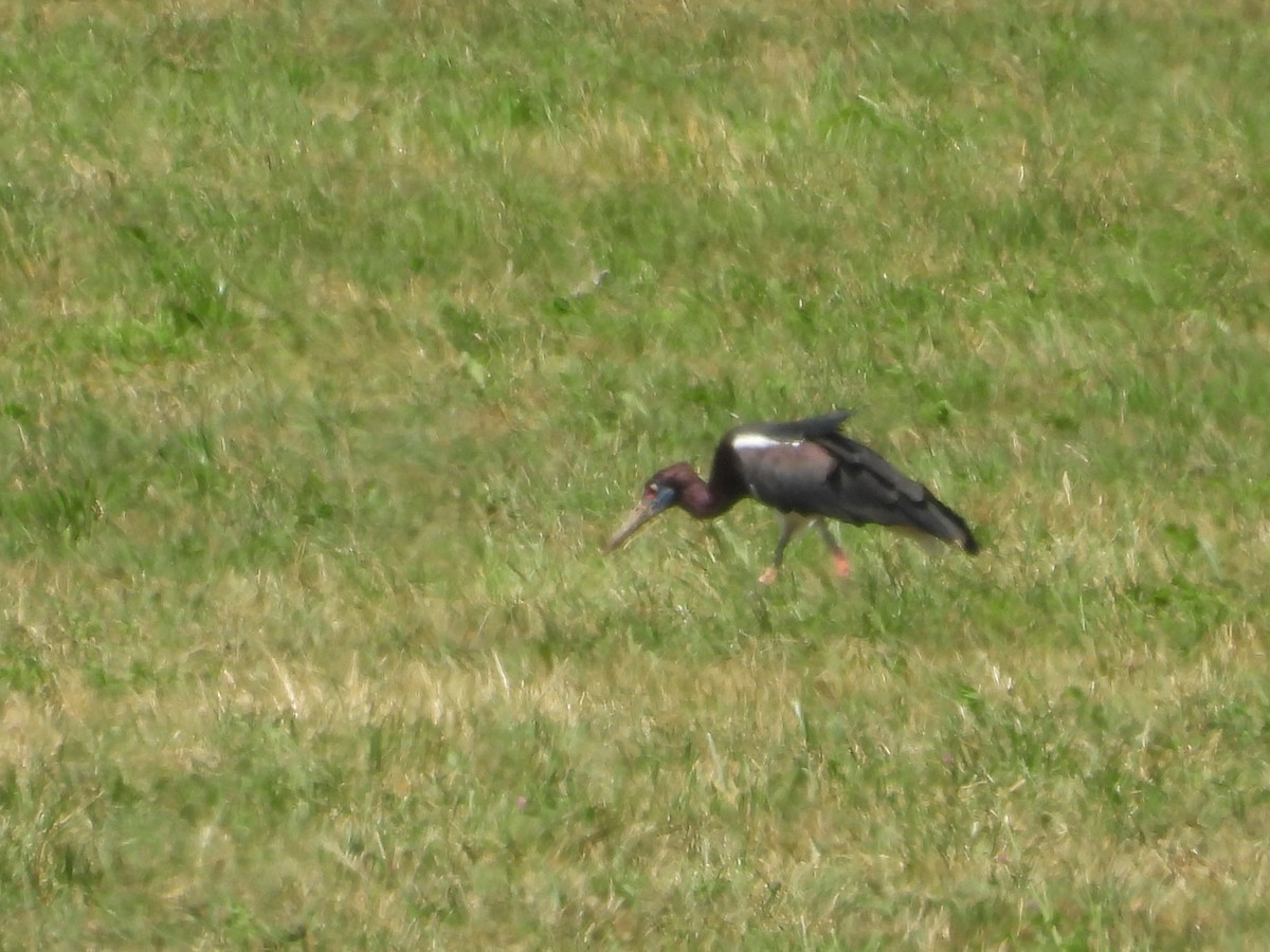 Abdim's Stork - ML640817095