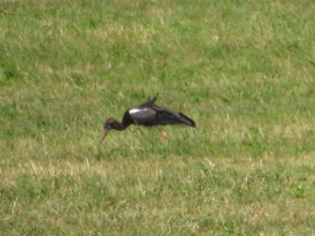 Abdim's Stork - ML640817096