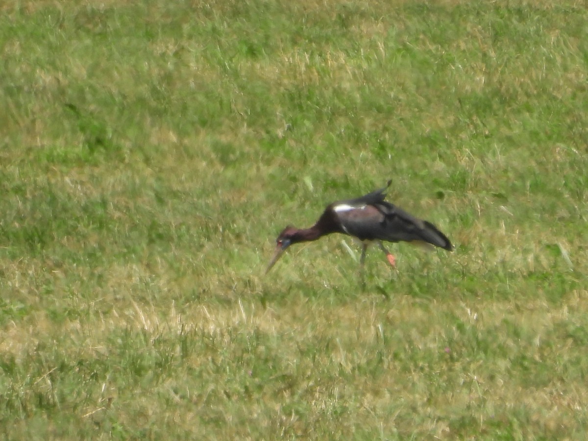 Abdim's Stork - ML640817097
