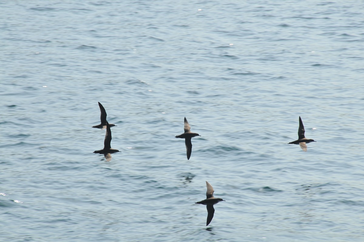 Yelkouan Shearwater - ML640817202