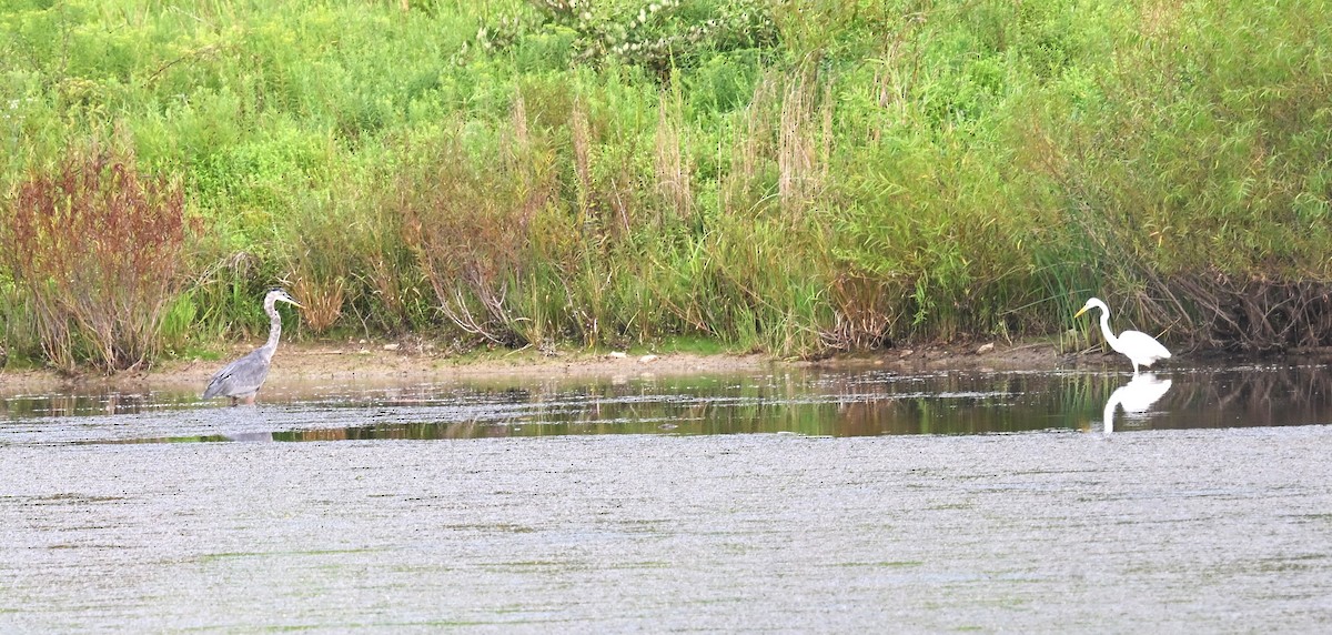 Great Blue Heron - ML640817276