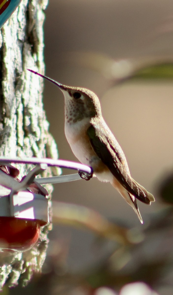 Rufous Hummingbird - ML640817281