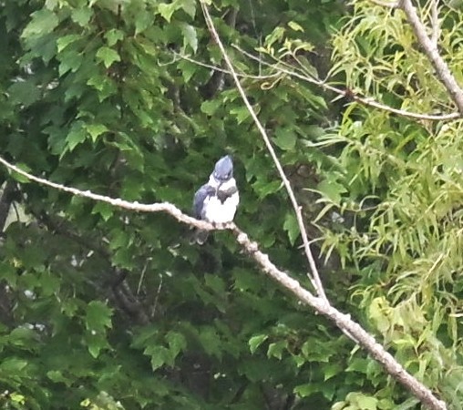 Belted Kingfisher - ML640817282