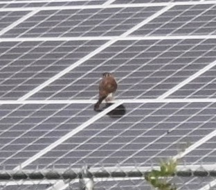American Kestrel - ML640817285