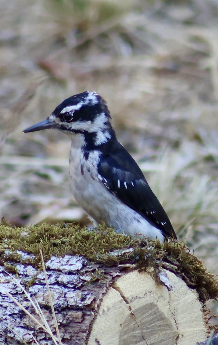Hairy Woodpecker - ML640817288