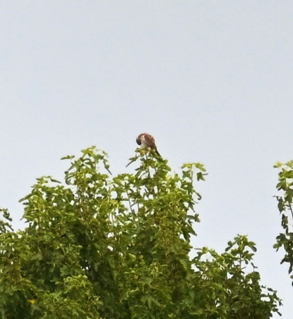 American Kestrel - ML640817289