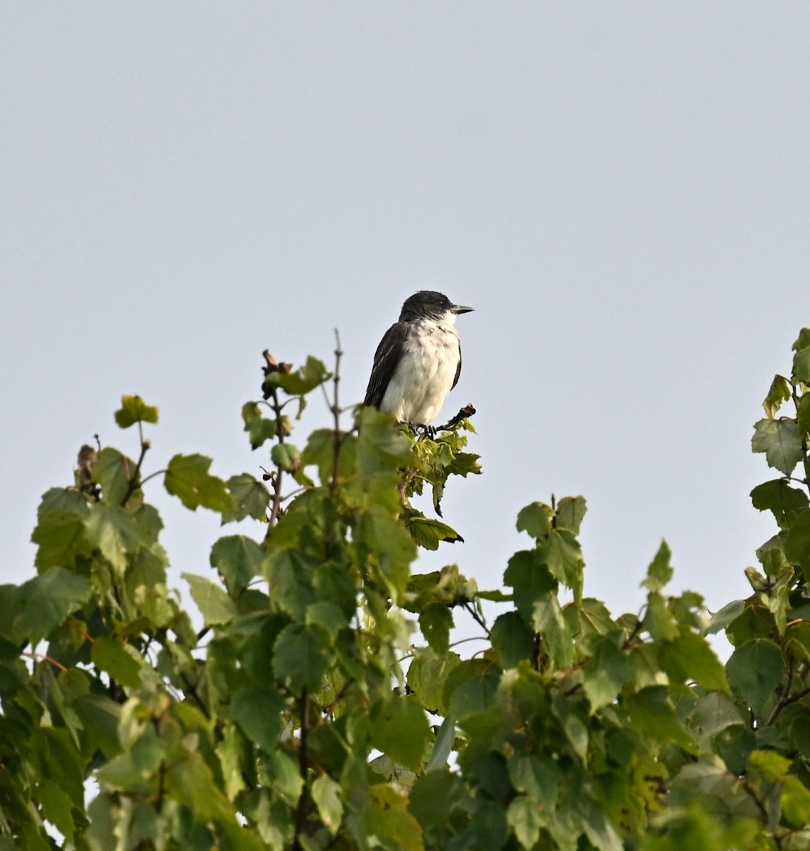 Eastern Kingbird - ML640817291