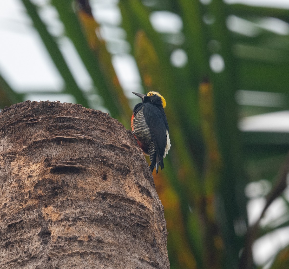 Yellow-tufted Woodpecker - ML640817309