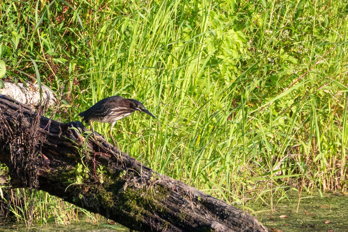 Green Heron - ML640817348