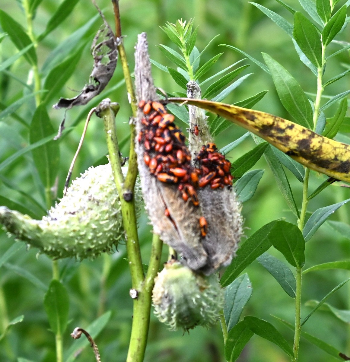 Animals - ML640817349