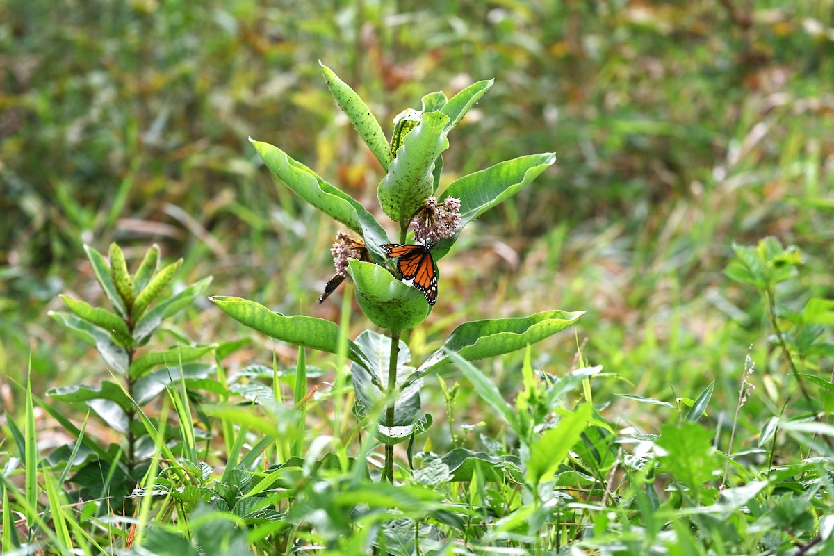 Animals - ML640817359