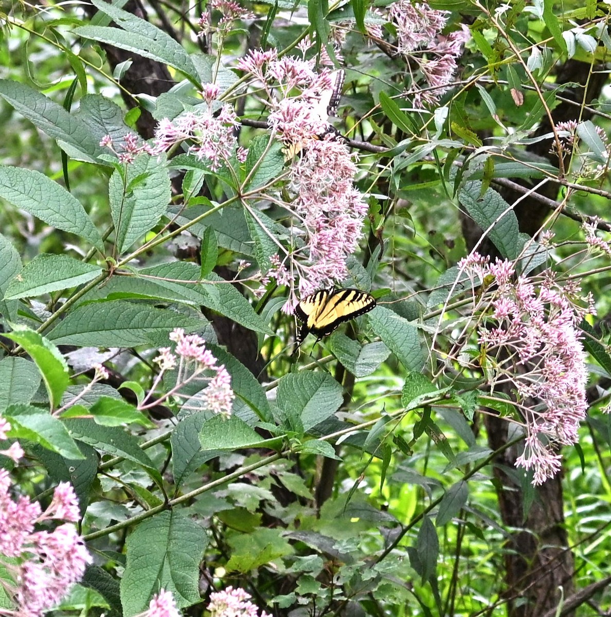 Animals - ML640817364