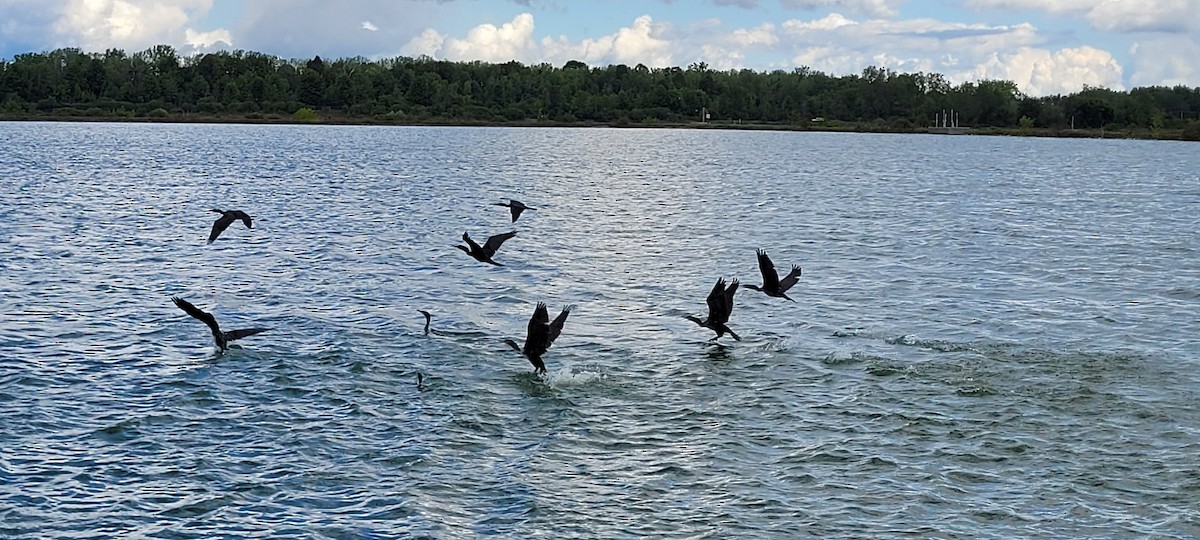 Double-crested Cormorant - ML640817406