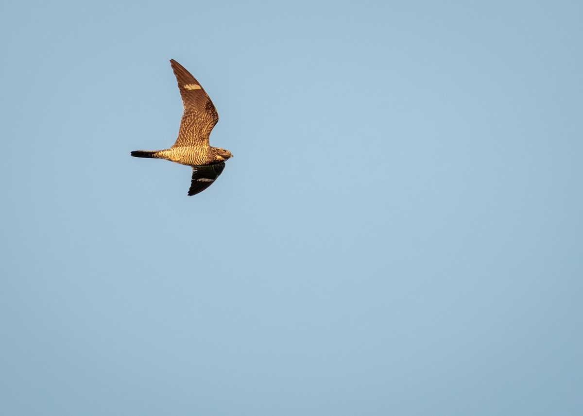 Common Nighthawk - ML640817441