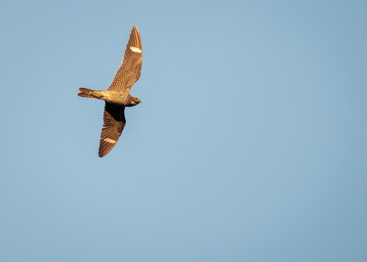 Common Nighthawk - ML640817442