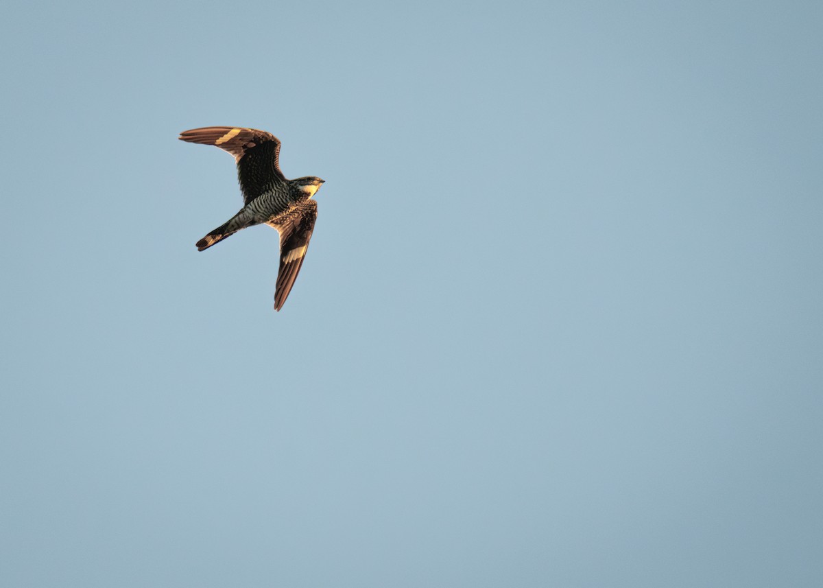 Common Nighthawk - ML640817443