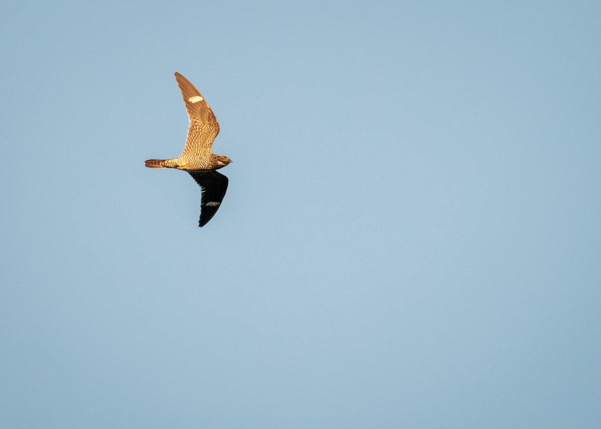 Common Nighthawk - ML640817444