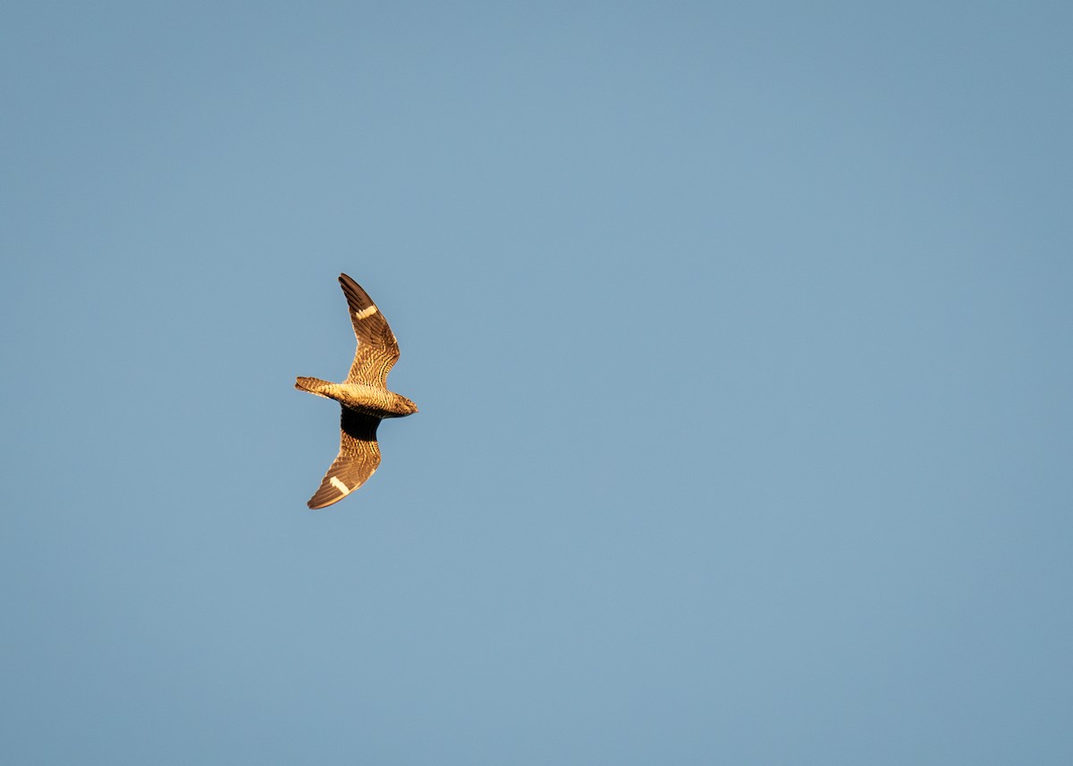 Common Nighthawk - ML640817445