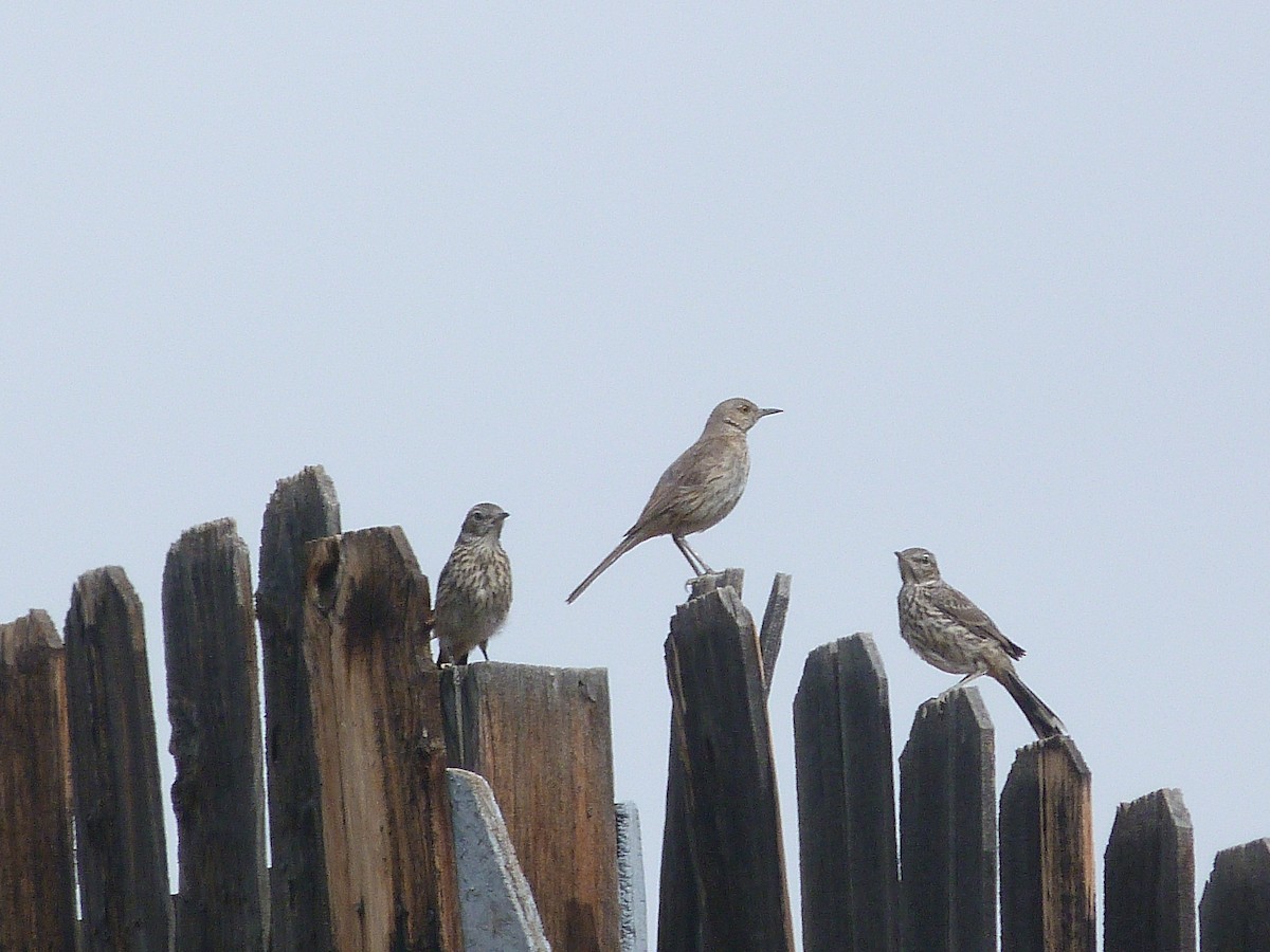 drozdec horský - ML640817568