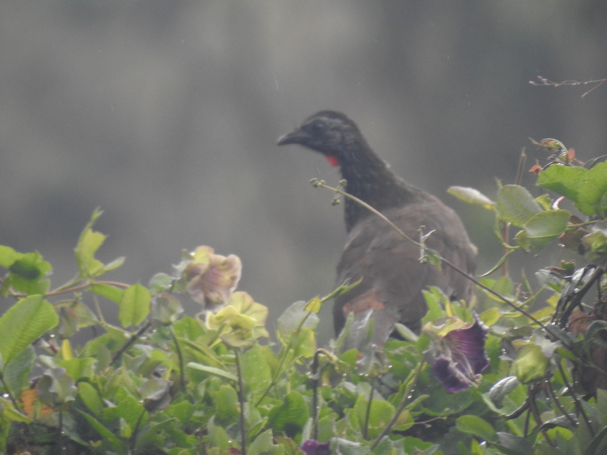 Bearded Guan - ML640817588