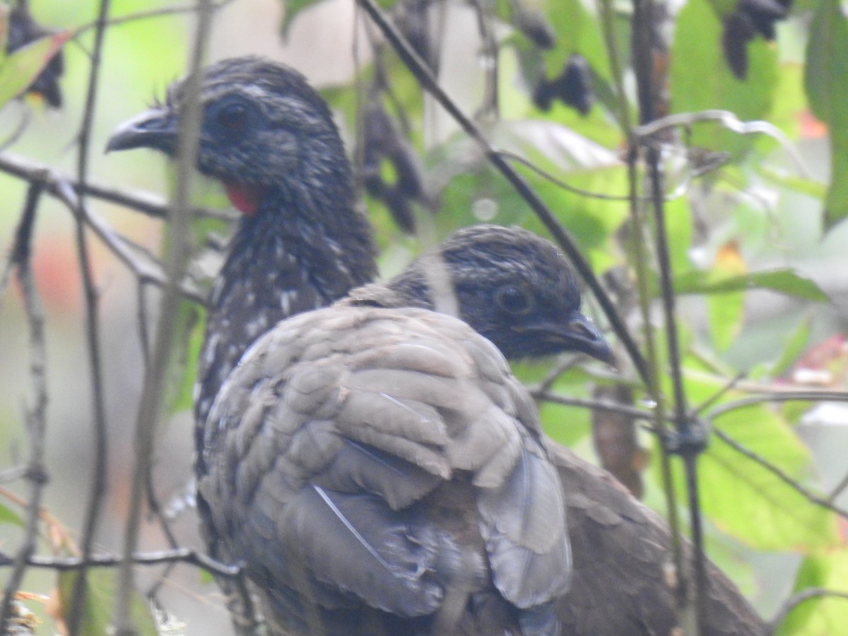 Bearded Guan - ML640817589