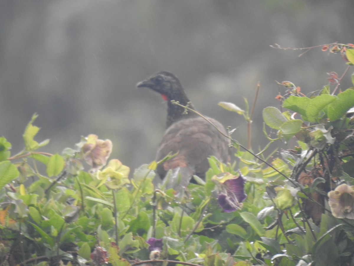 Bearded Guan - ML640817590