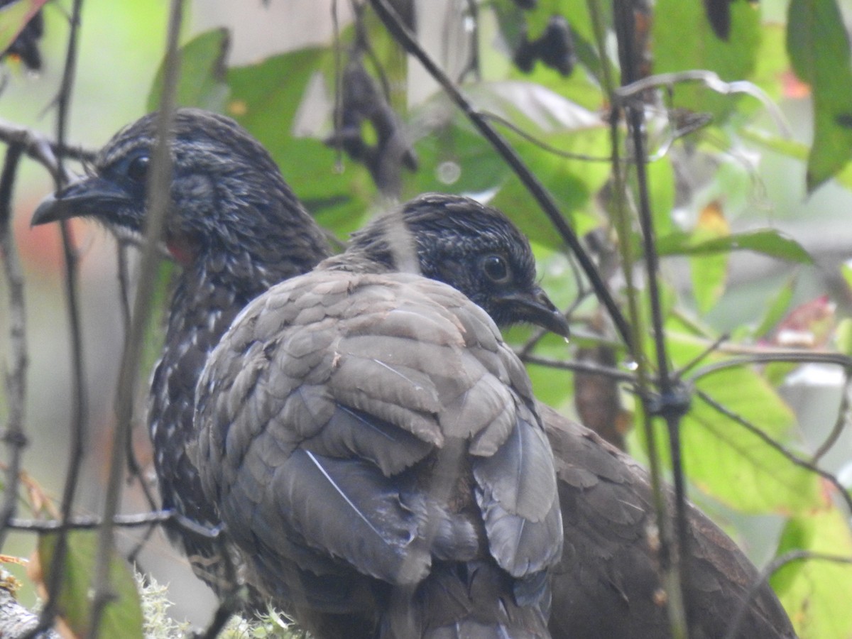 Bearded Guan - ML640817591