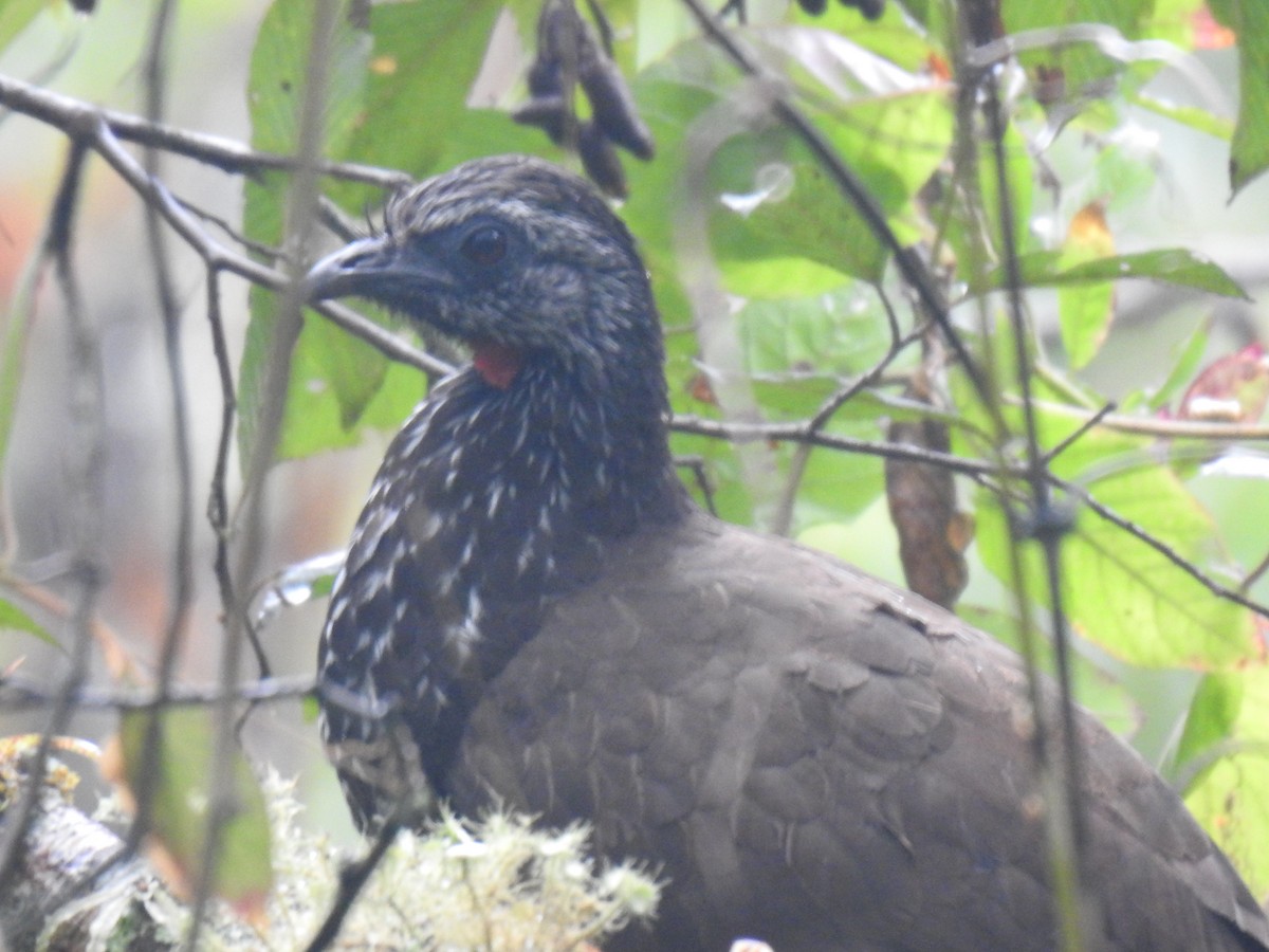 Bearded Guan - ML640817592