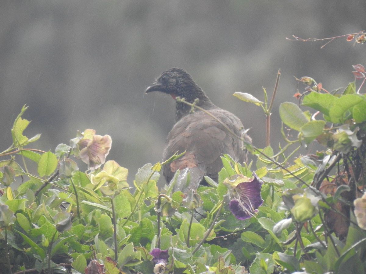 Bearded Guan - ML640817593